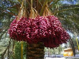 تصویر 4 از خرید خرمای پیارم عمده میناب + کیفیت صادراتی تضمین شده
